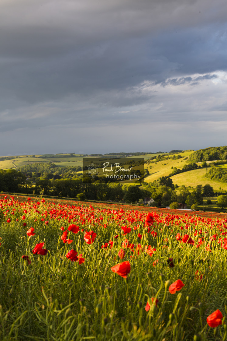 "Poppies near Dorchester in June" stock image