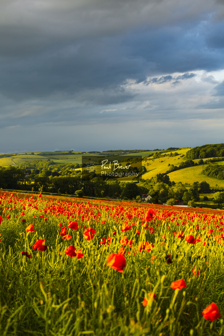 "Poppies near Dorchester in June" stock image