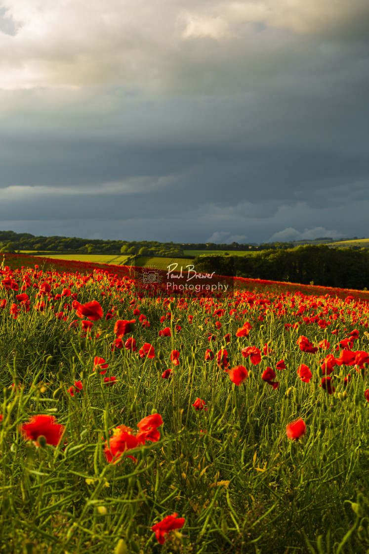 "Poppies near Dorchester in June" stock image