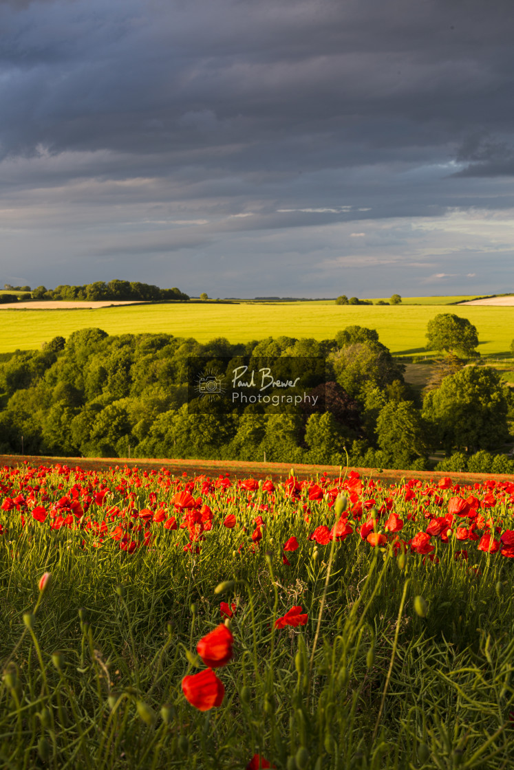 "Poppies near Dorchester in June" stock image