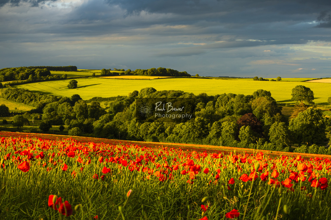 "Poppies near Dorchester in June" stock image