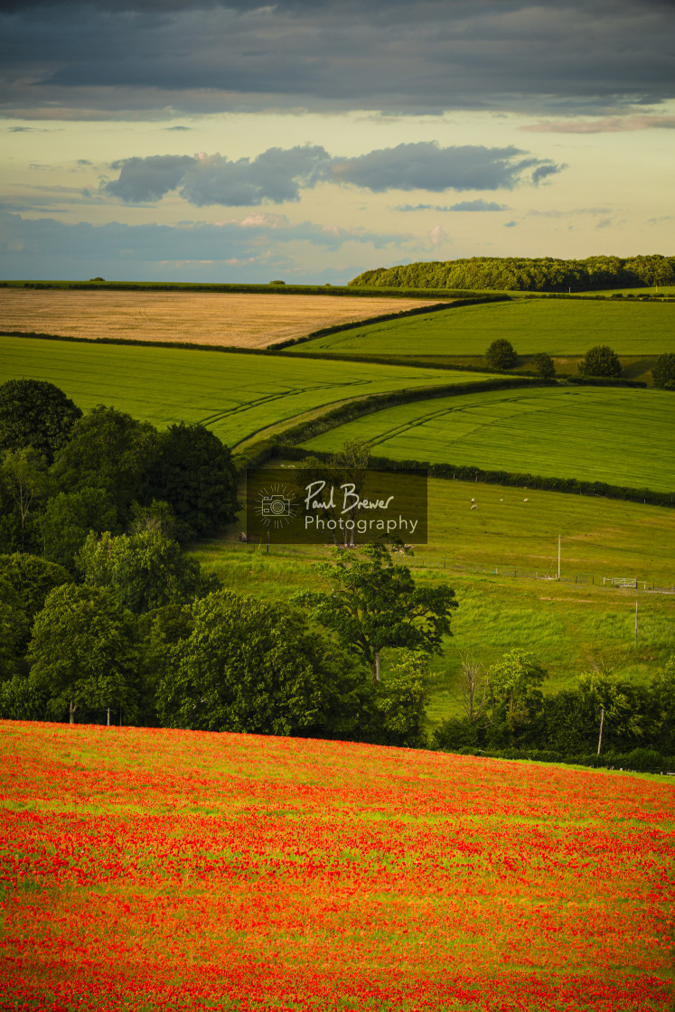 "Poppies near Dorchester in June" stock image