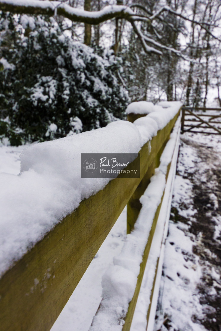 "Thorncombe Woods" stock image