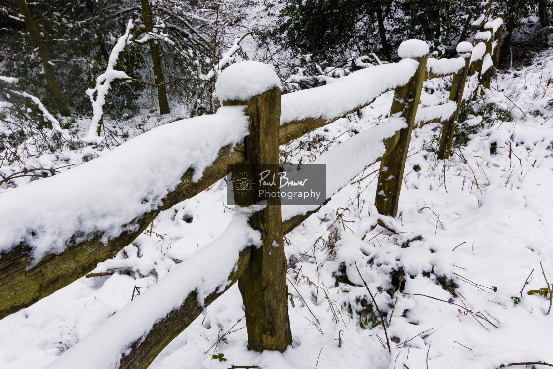 "Thorncombe Woods" stock image