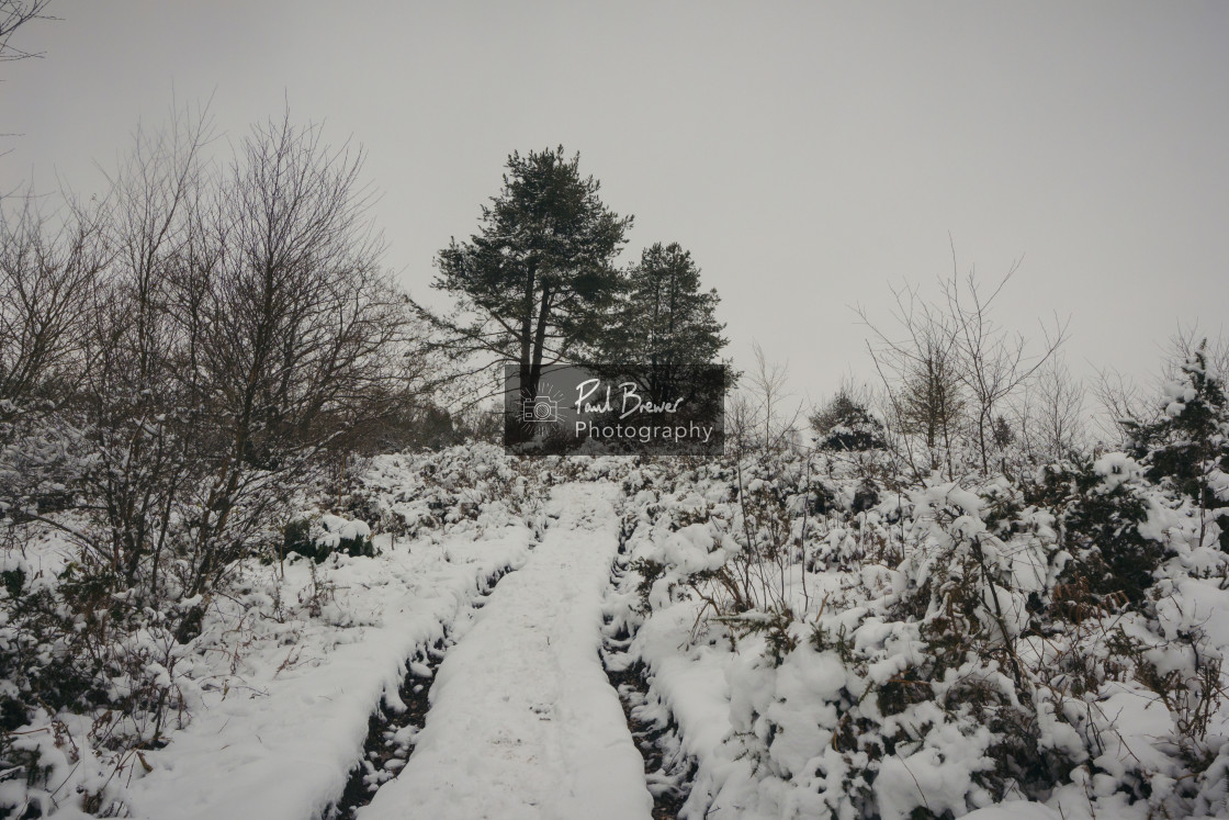 "Thorncombe Woods" stock image