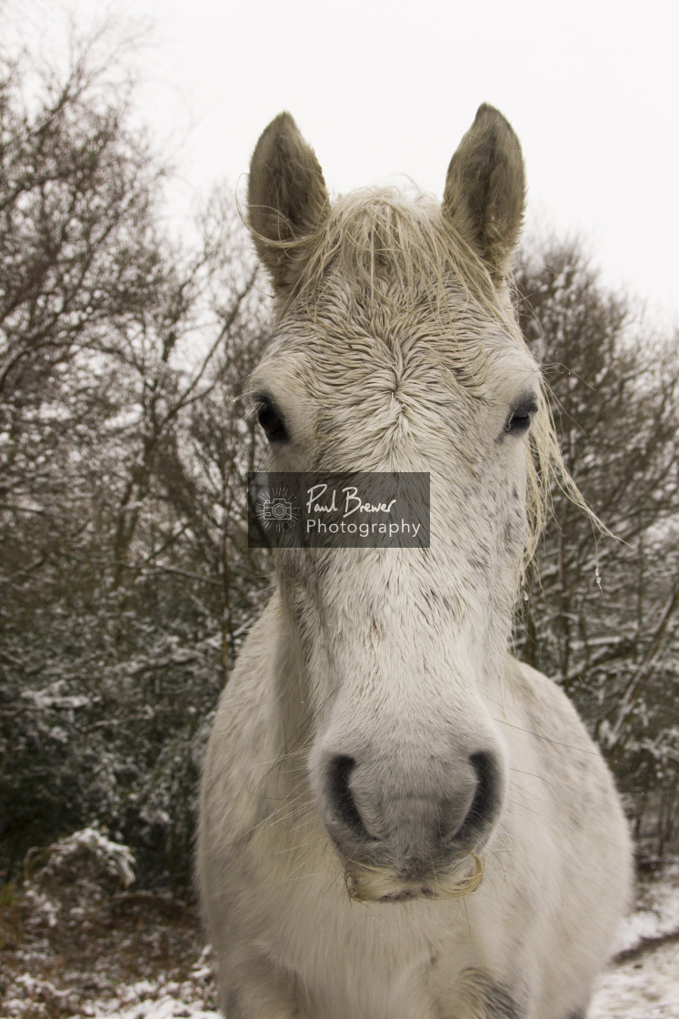 "New Forest Pony" stock image