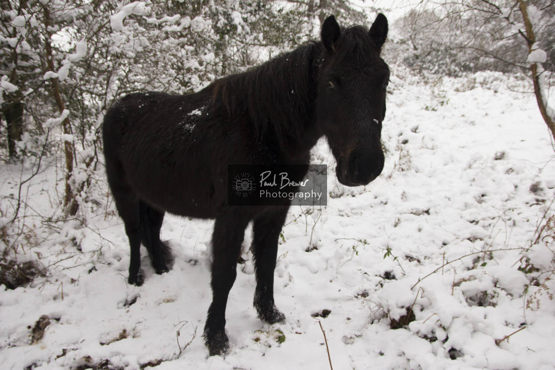 "New Forest Pony" stock image