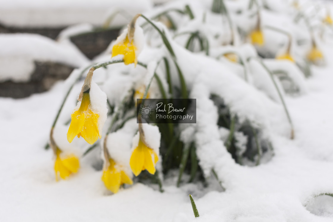 "Daffodils covered in Snow" stock image