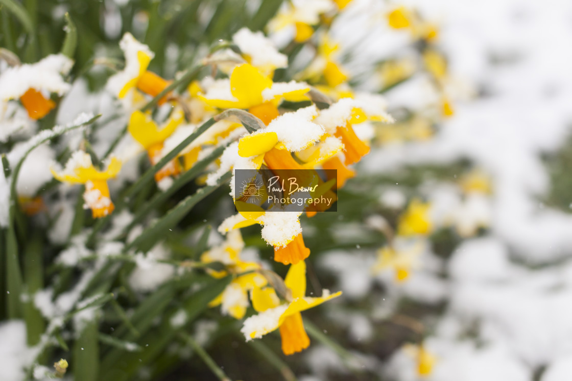 "Daffodils covered in Snow" stock image