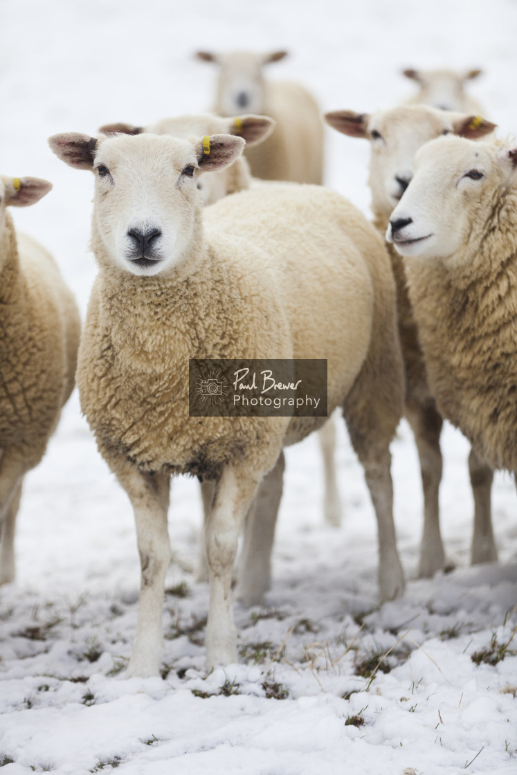 "Sheep in Winter" stock image