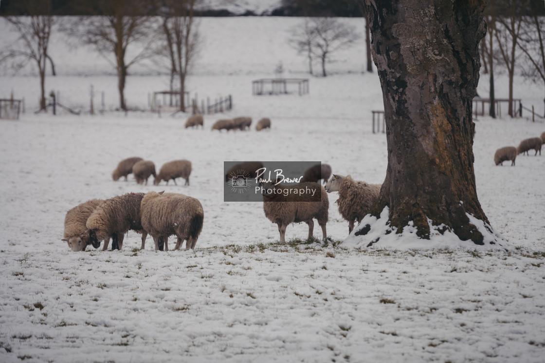 "Sheep with Snow near Hanford House north Dorset" stock image