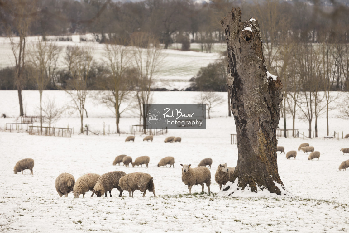 "Sheep in Winter" stock image