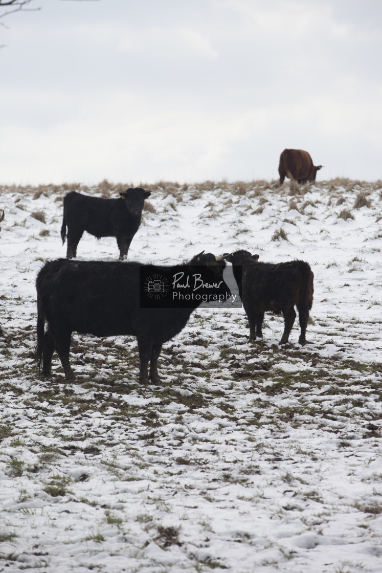 "Cow in Winter" stock image