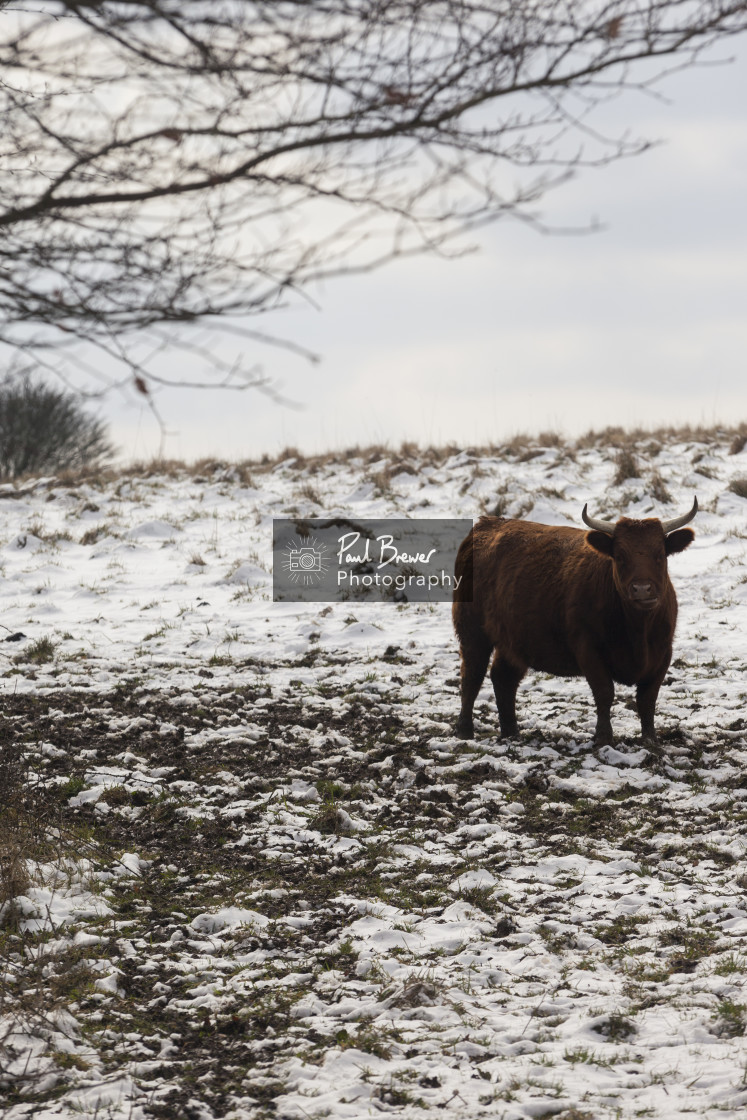 "Cow in Winter" stock image