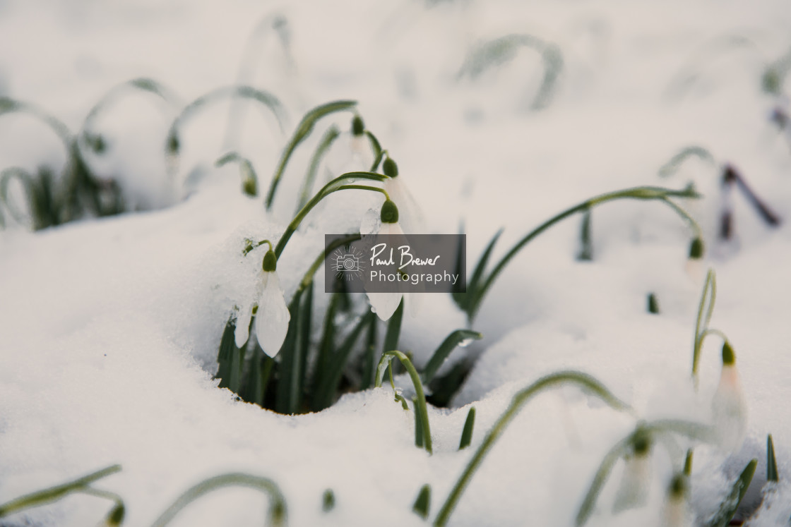 "Snowdrops" stock image