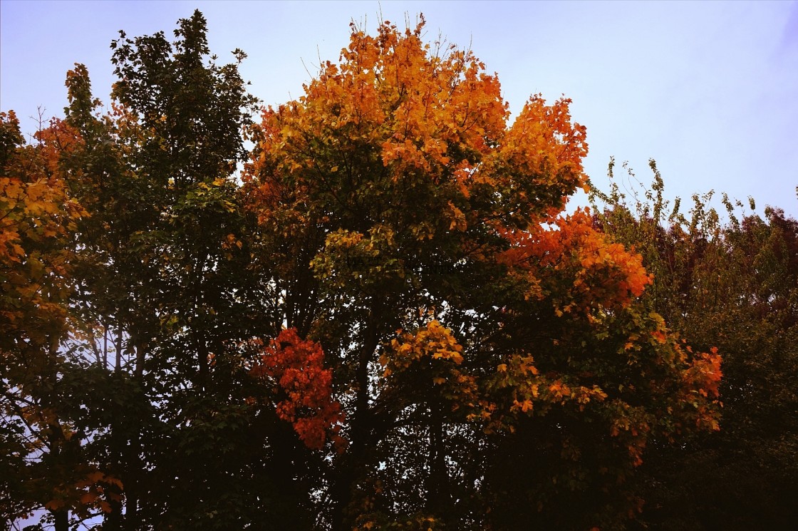 "Autumn colours" stock image