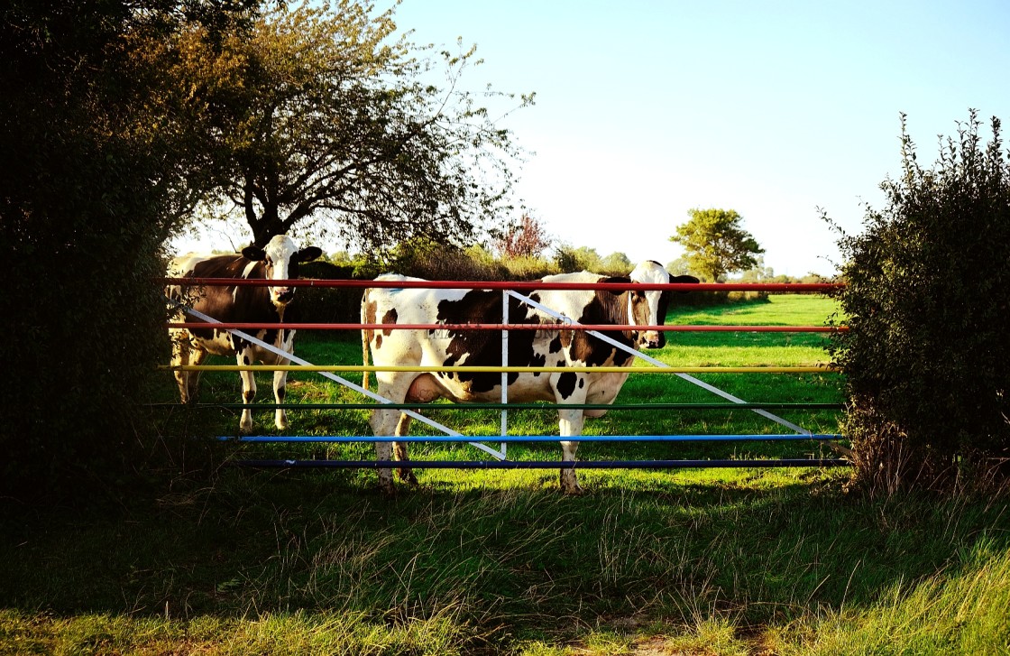 "Colourful Cow" stock image