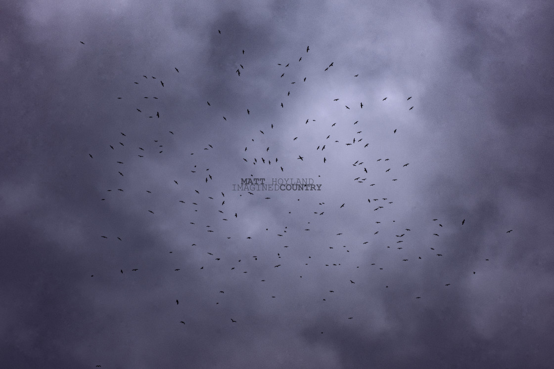 "Birds in the sky" stock image