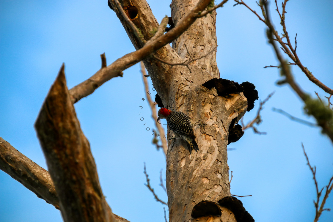 "RED-HEADED WOODPECKER CLINGING TO TREE" by Robbie Bracco - £3.00 "RED-HEADED WOODPECKER CLINGING TO TREE" stock image