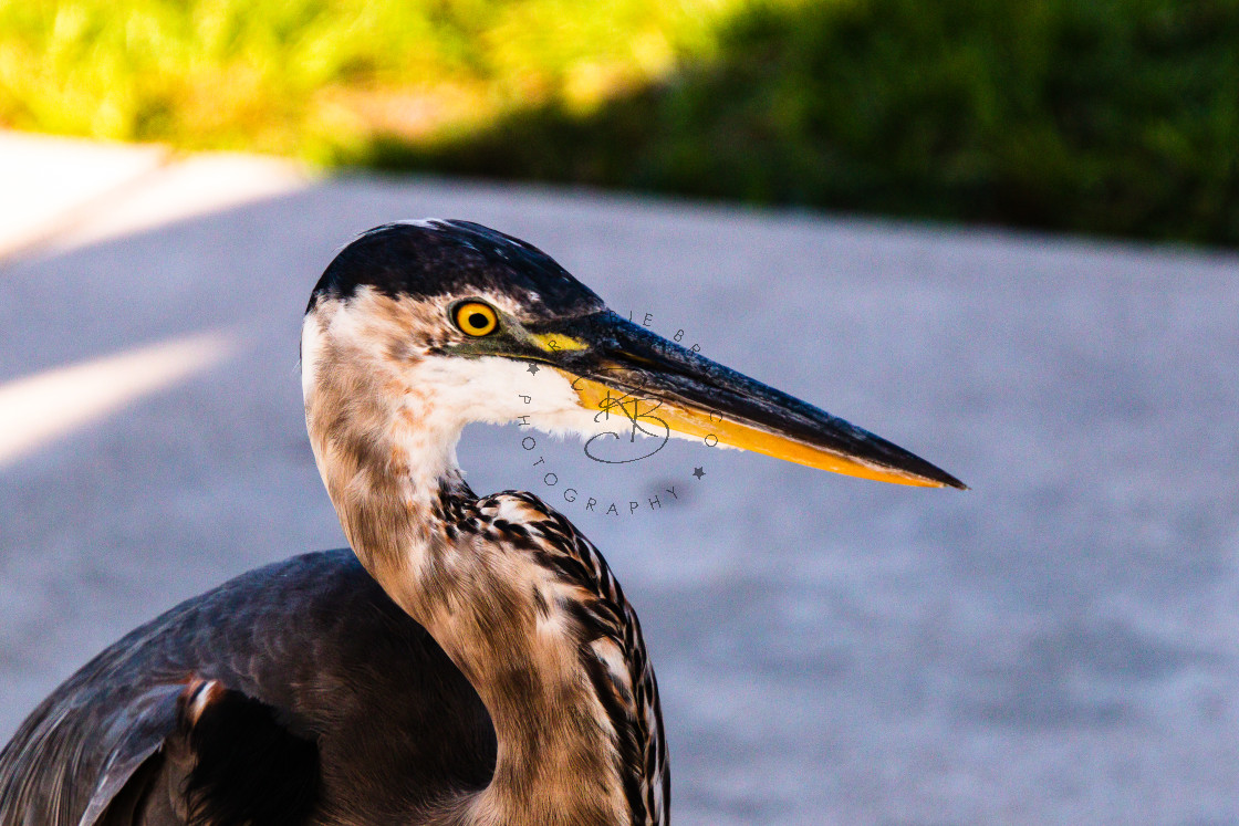 "RESTING IN THE SHADE OF A PALM TREE,STANDS THE BLUE HERON" by Robbie Bracco - £3.00 "RESTING IN THE SHADE OF A PALM TREE,STANDS THE BLUE HERON" stock image