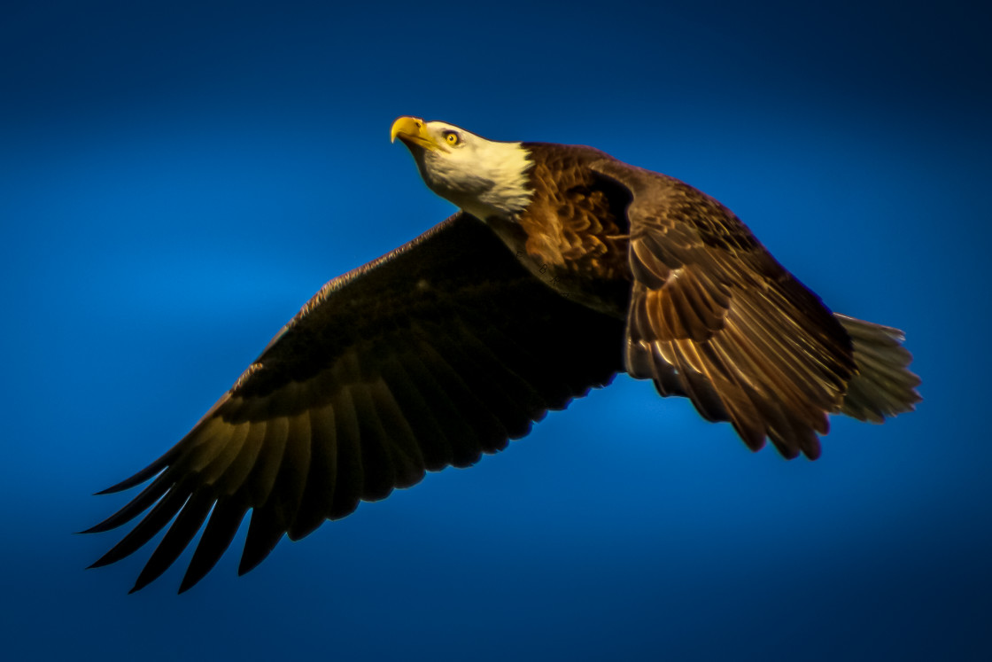 "BALD EAGLE USA LEESBURG FLORIDA" by Robbie Bracco - £3.00 "BALD EAGLE USA LEESBURG FLORIDA" stock image