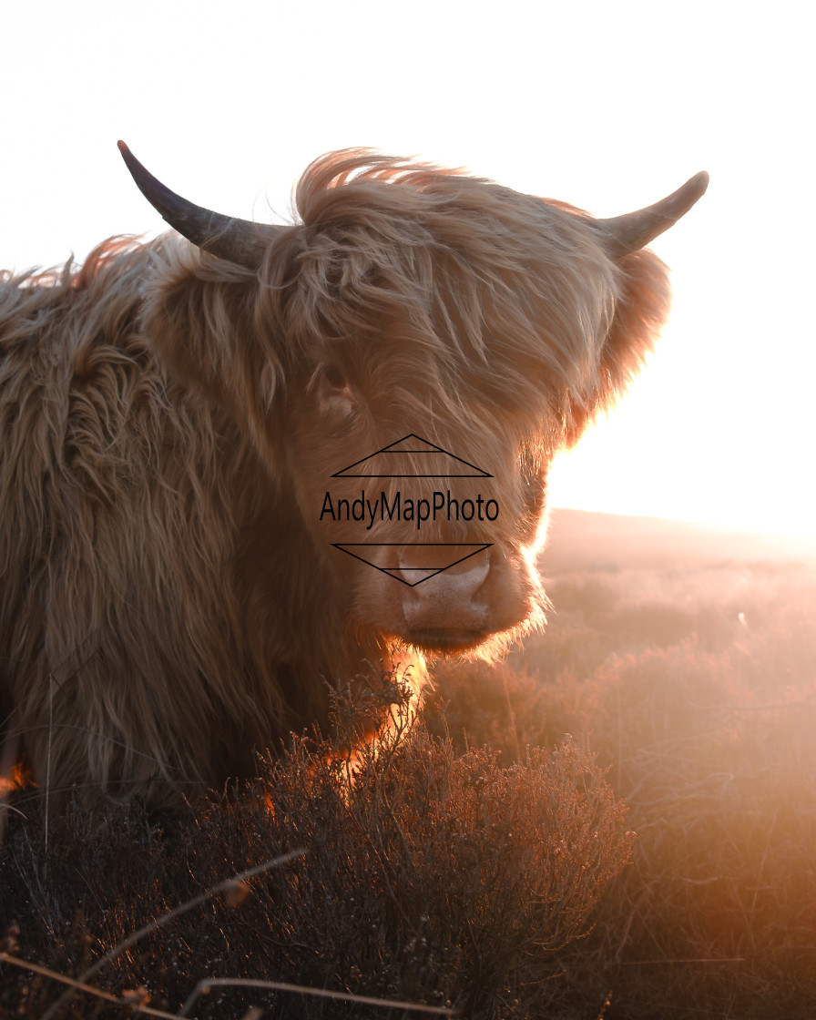 "Bad hair day" stock image