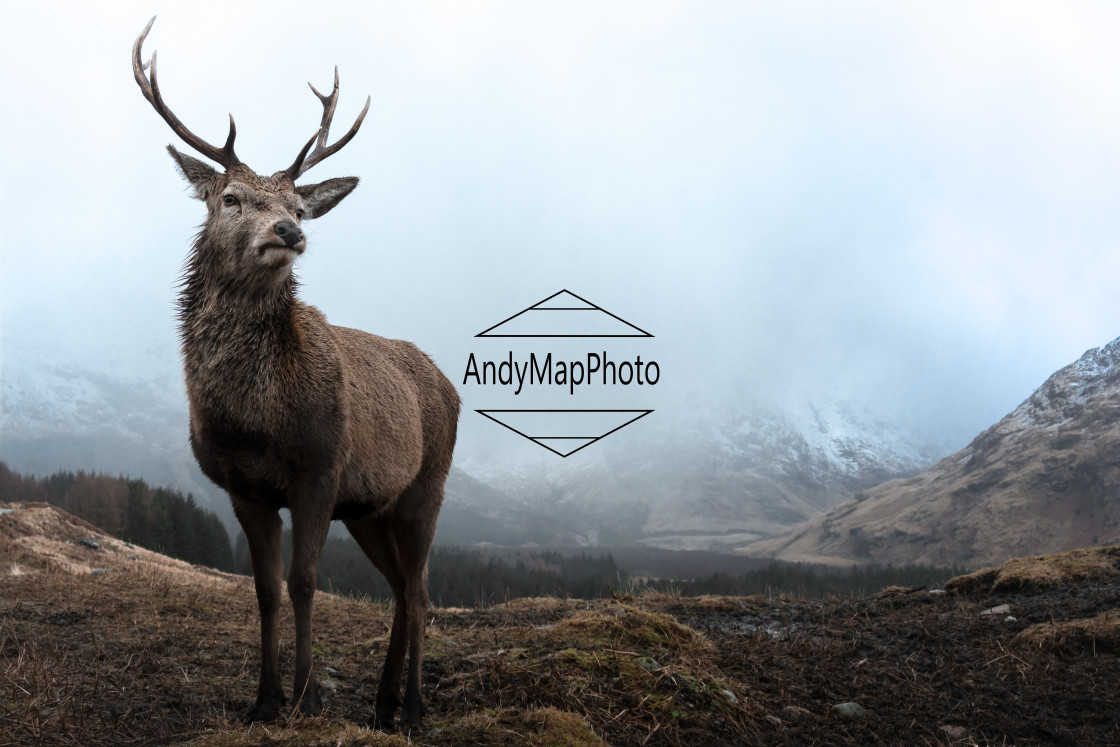 "Young stag standing proud in his glen." stock image