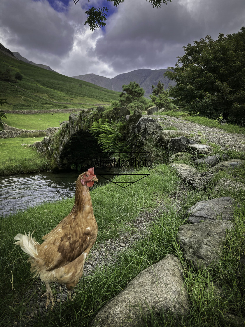 "Chicken Run" stock image