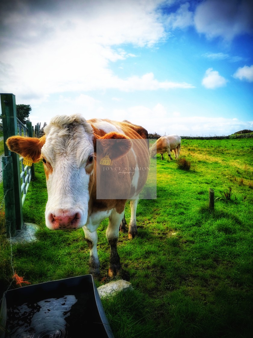 "Curious cow 2" stock image