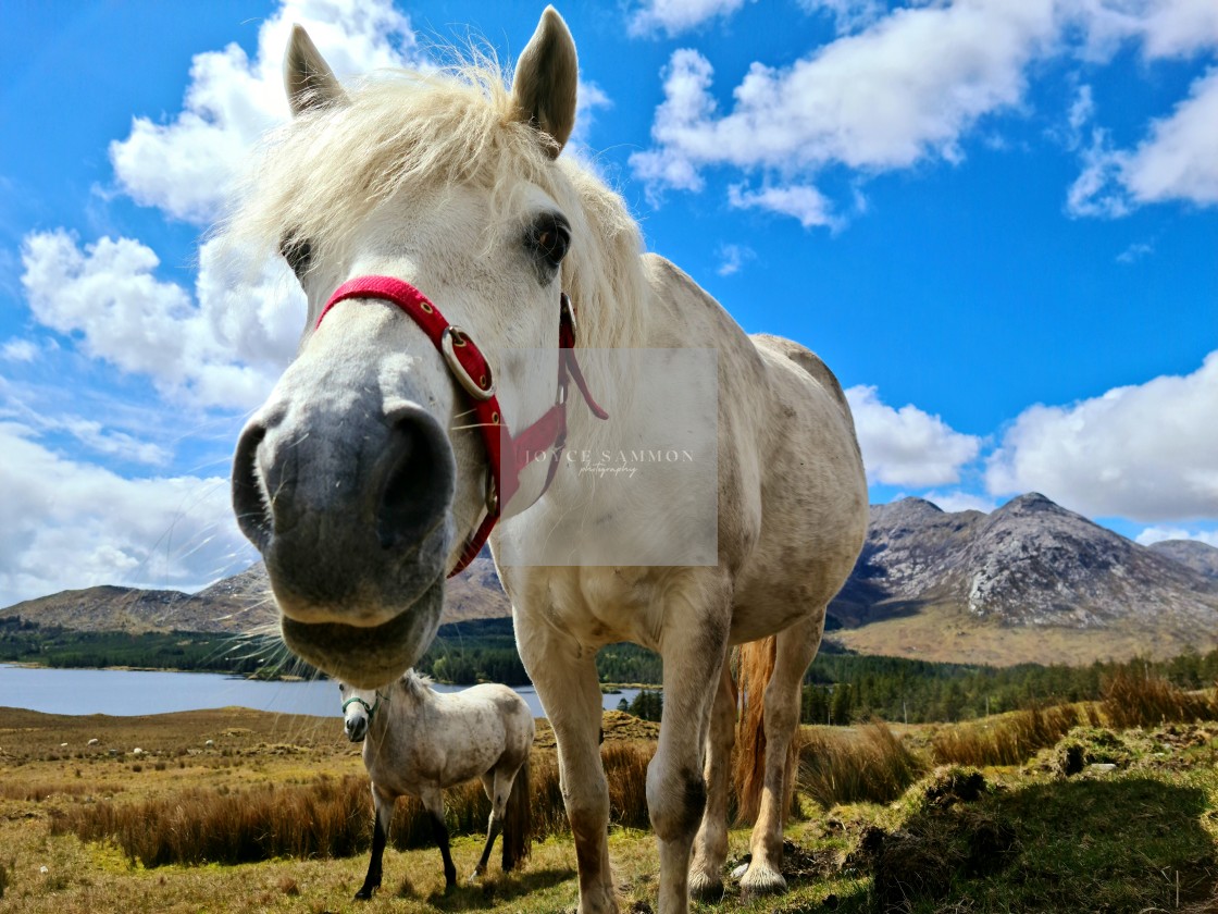 "Friendly Connemara!!" stock image