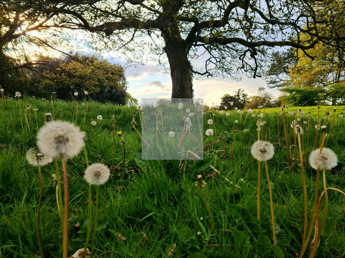 "Dandelions" stock image