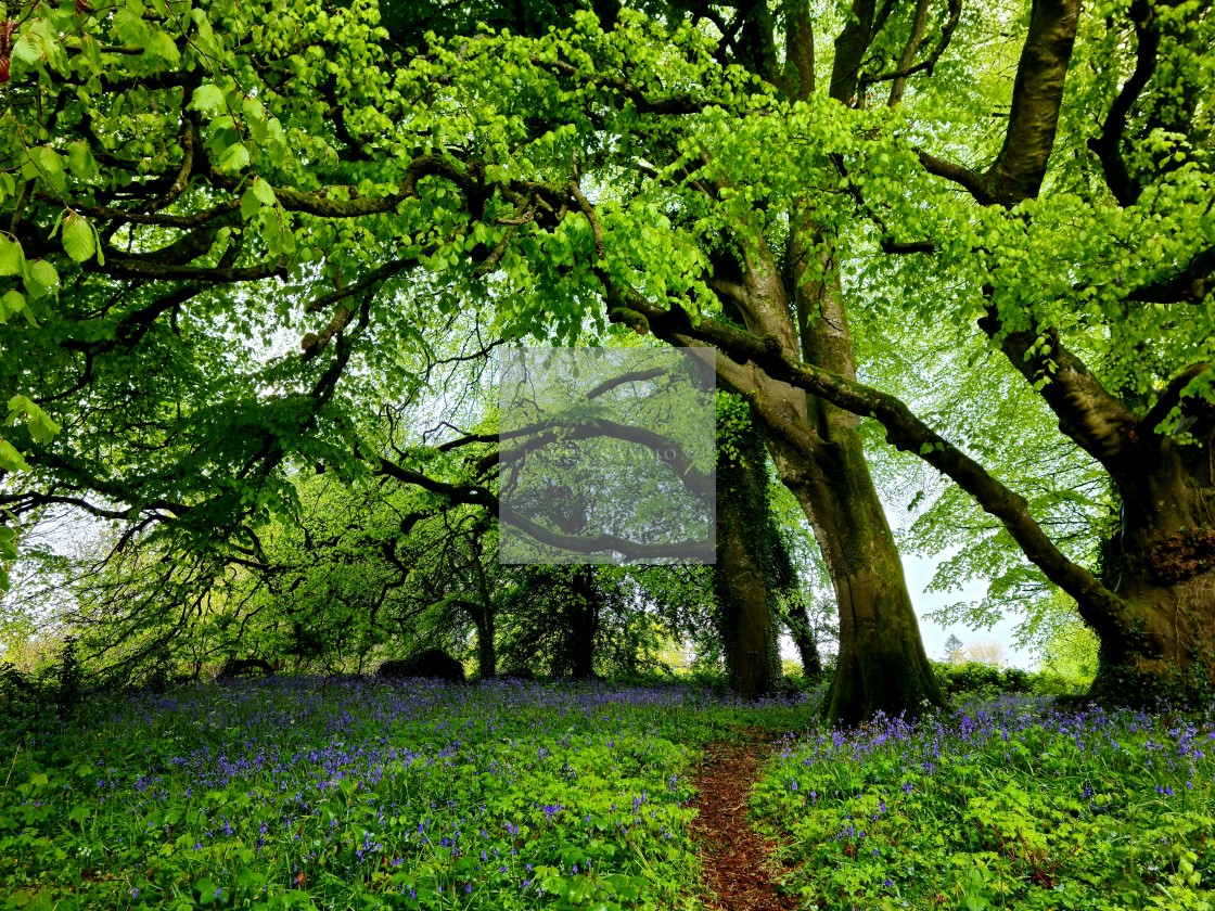 "Bluebells" stock image