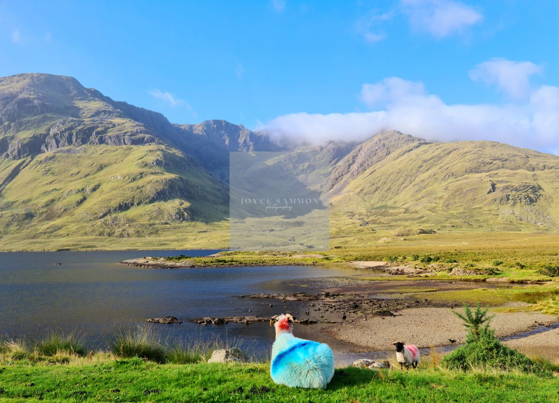 "Ewe's view!" stock image