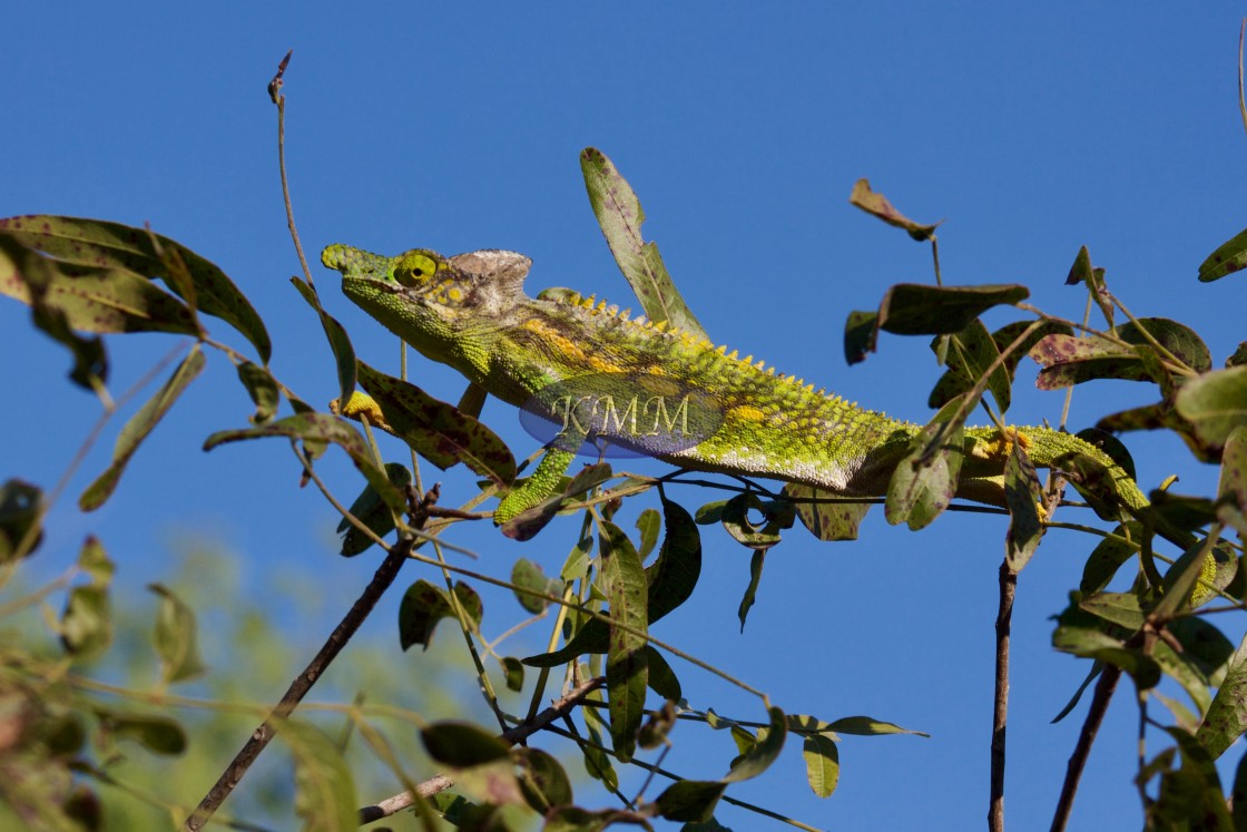 "Labord's chameleon, Ifaty, Madagascar" by KMM Visual Communications - £10.00 "Labord's chameleon, Ifaty, Madagascar" stock image