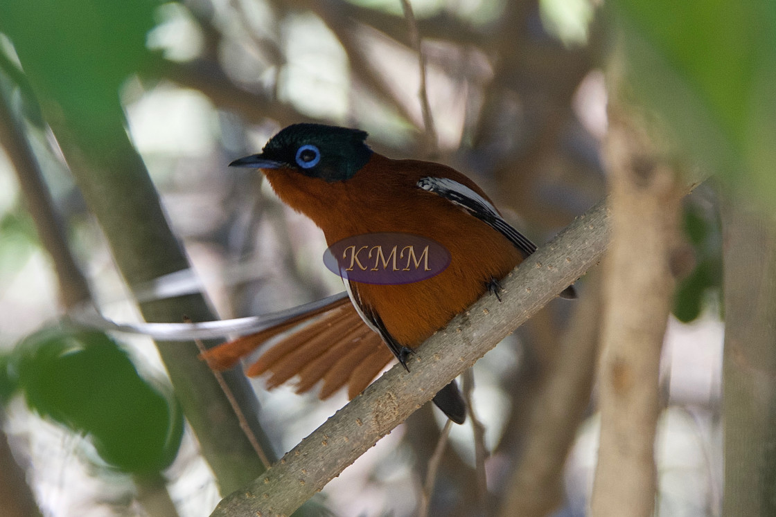 "Malagasy paradise flycatcher" by KMM Visual Communications - £10.00 "Malagasy paradise flycatcher" stock image
