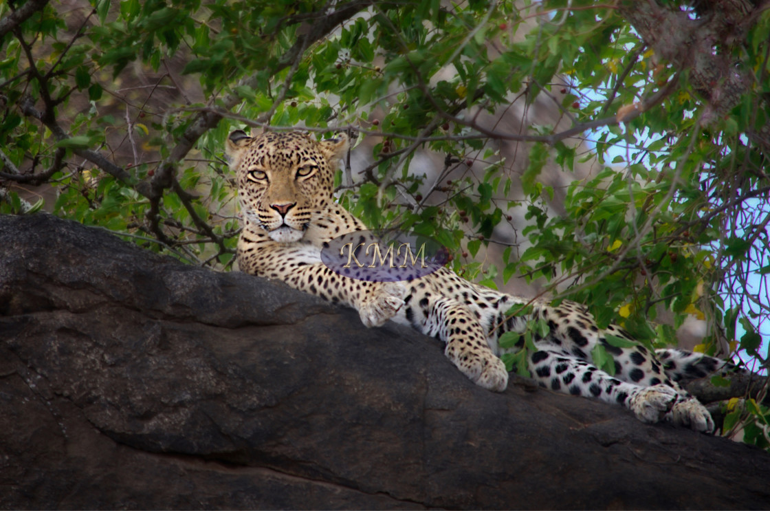 "Leopard, Kruger National Park" by KMM Visual Communications - £10.00 "Leopard, Kruger National Park" stock image