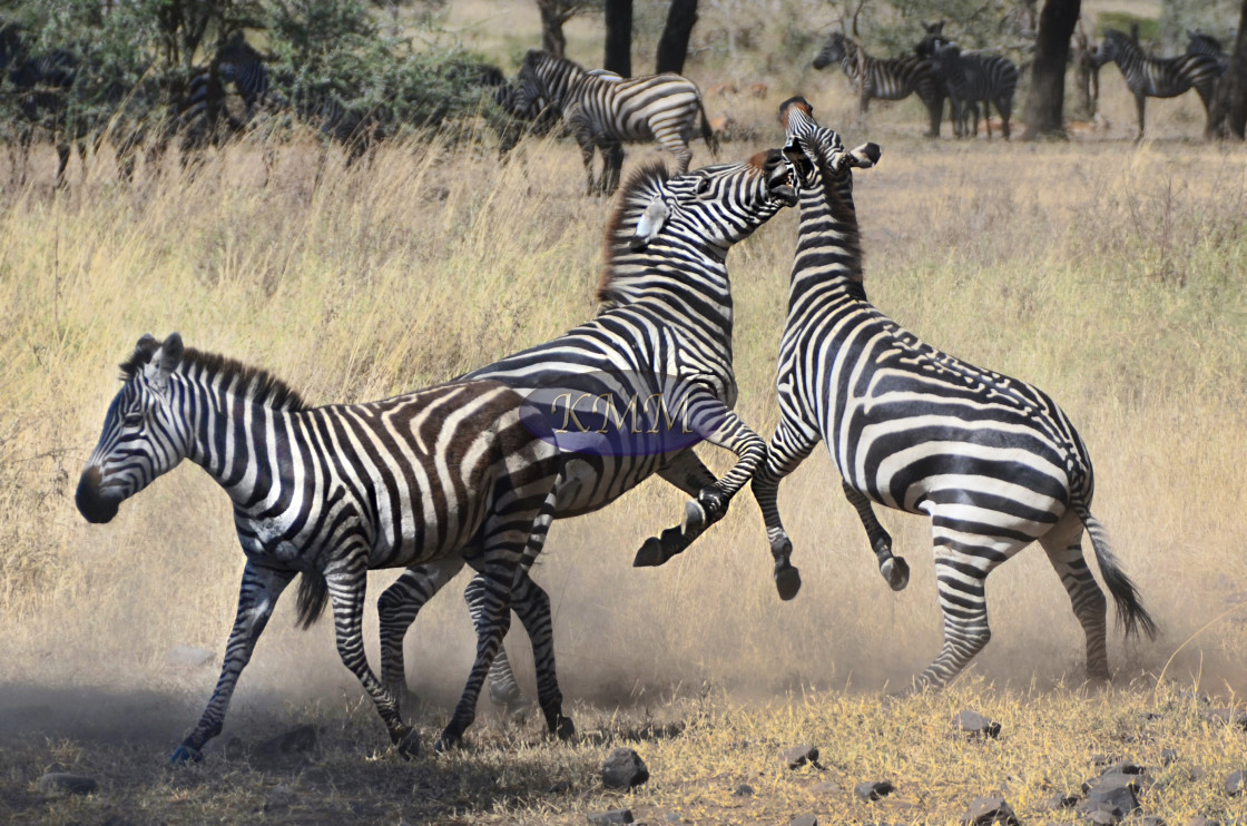 "Zebras Fighting, Ngorongoro Crater, Tanzania" by KMM Visual Communications - £10.00 "Zebras Fighting, Ngorongoro Crater, Tanzania" stock image