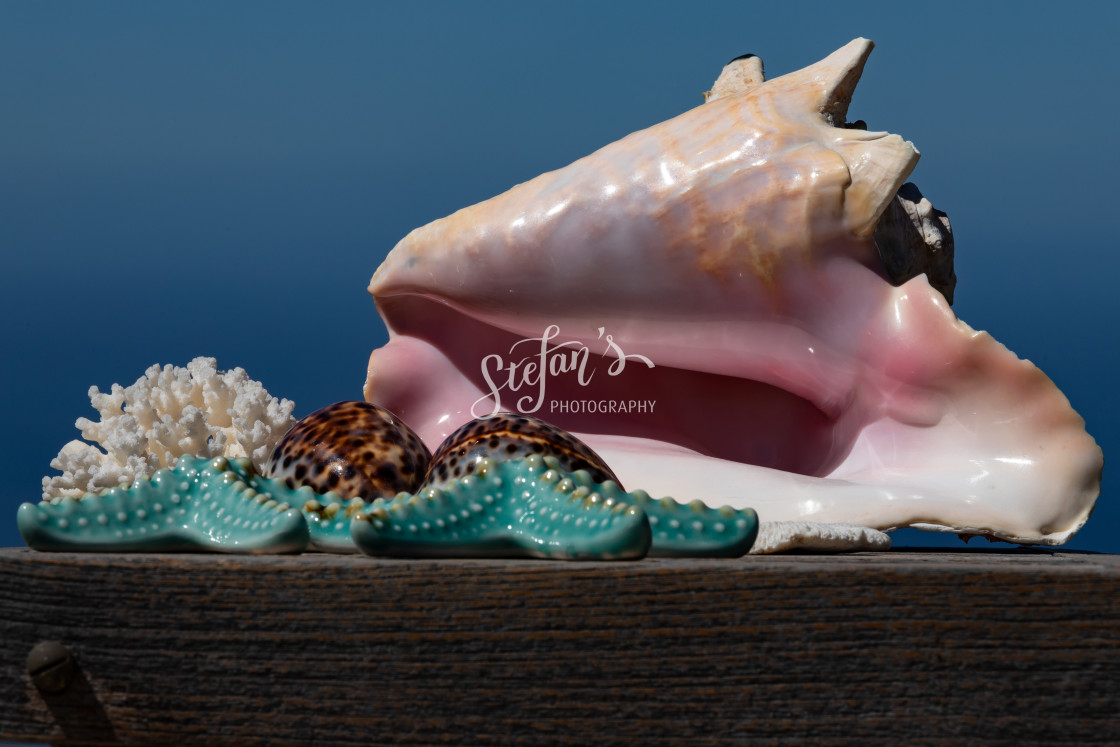 "Vacation still life with giant wing snail" by Stefan Schweihofer - £10.00 "Vacation still life with giant wing snail" stock image