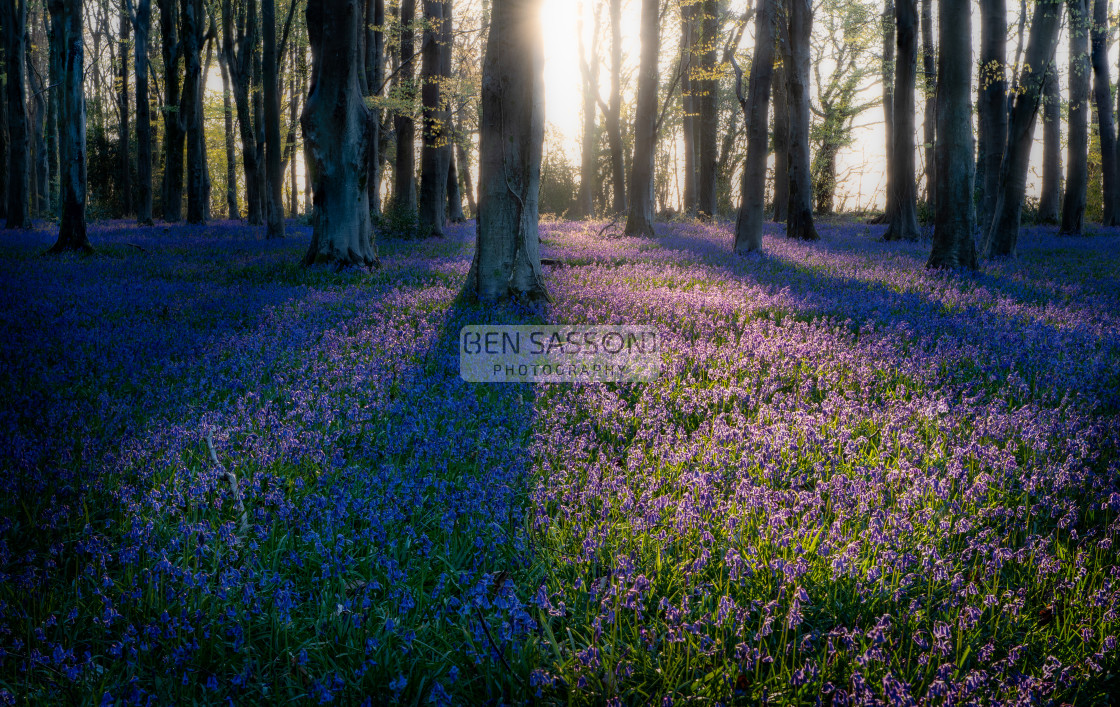 "Bluebells at sunrise" stock image