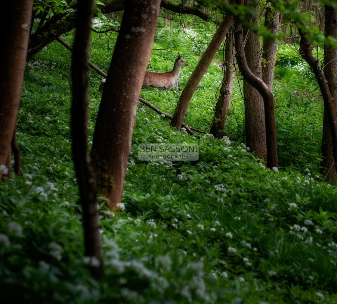 "Deer in Wild Garlic Forest, Dorset, UK" stock image