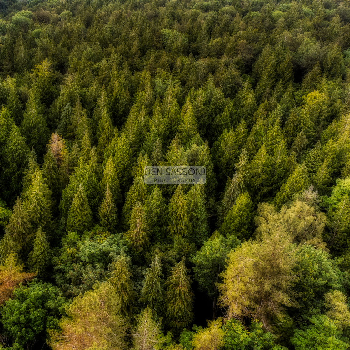 "Forest Treetops, Hampshire, UK" stock image