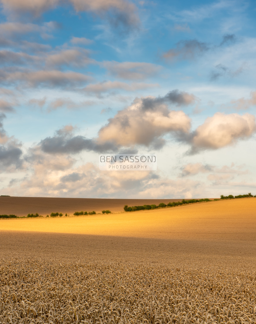 "Field Ready for Harvest, Hampshire, UK" stock image