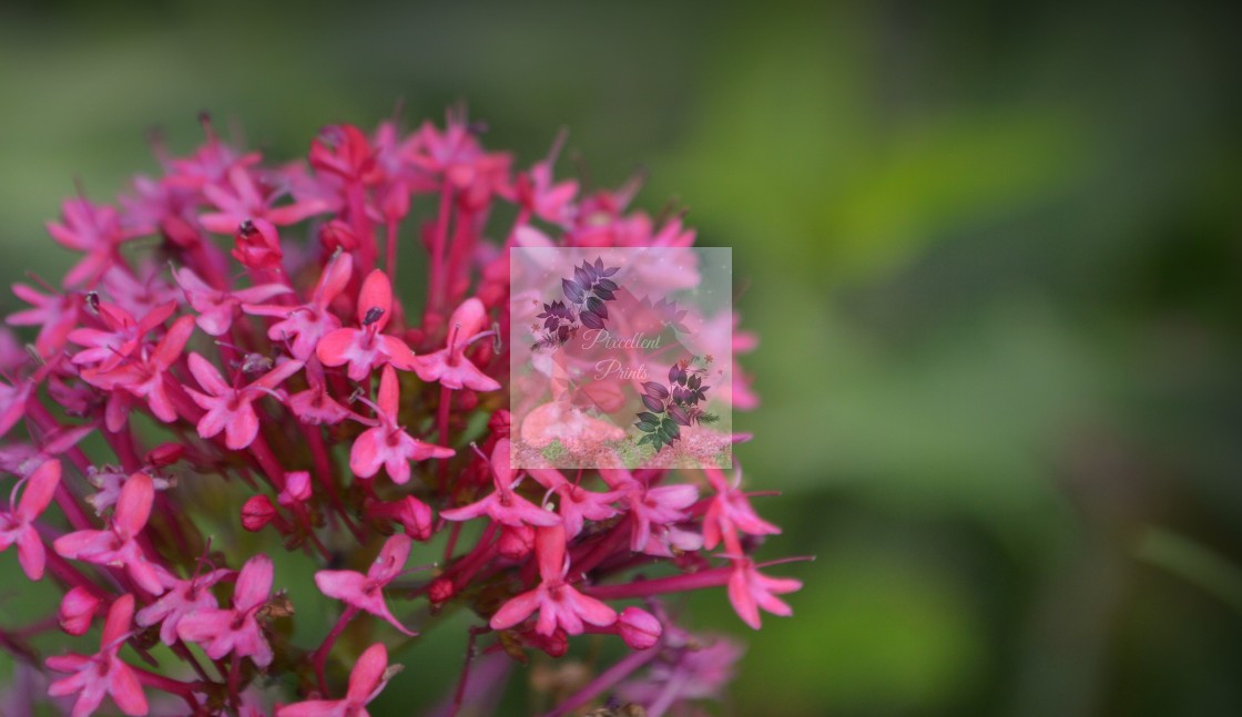 "Centranthus Ruber" by Pixcellent Prints - £3.99 "Centranthus Ruber" stock image