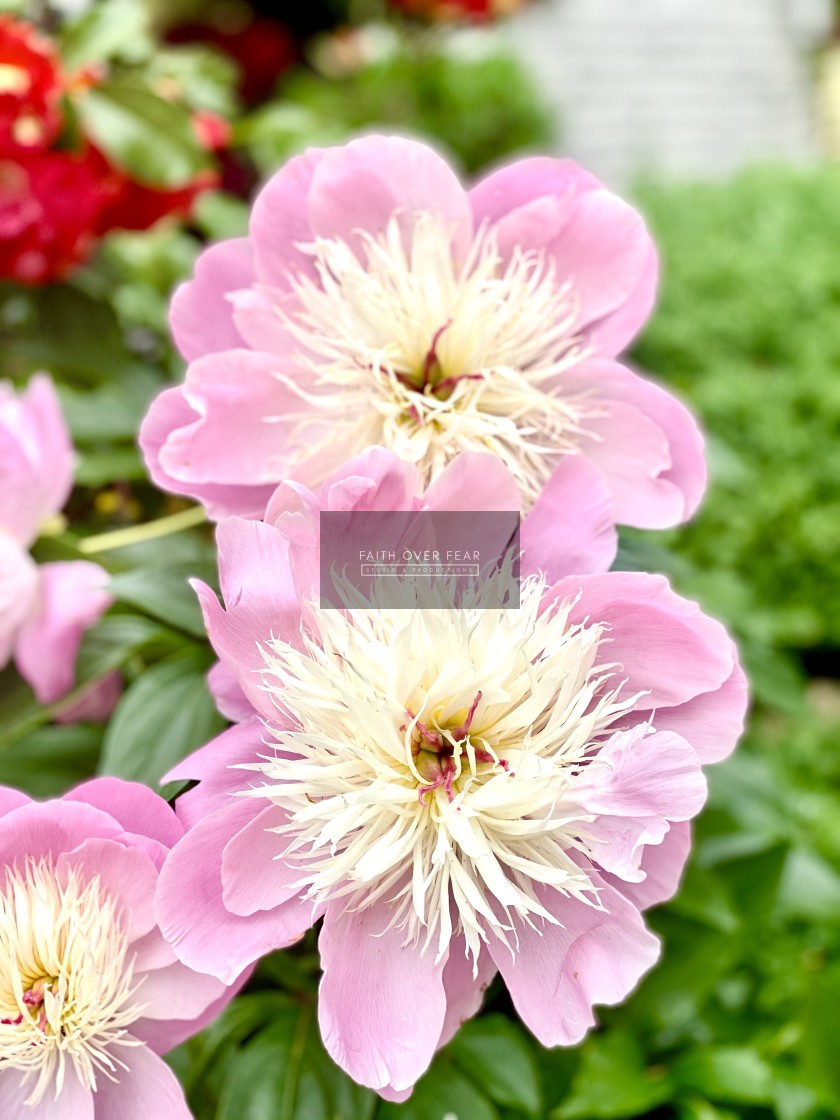 from £20.00