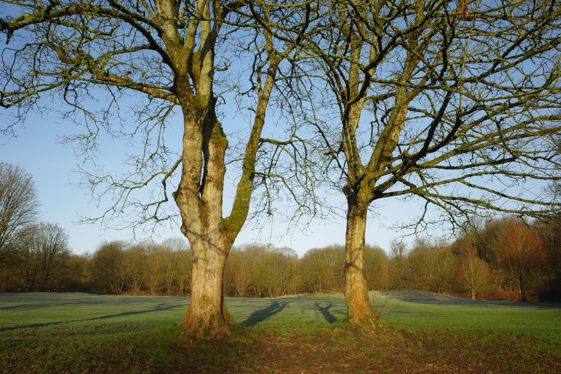 "Branches" stock image