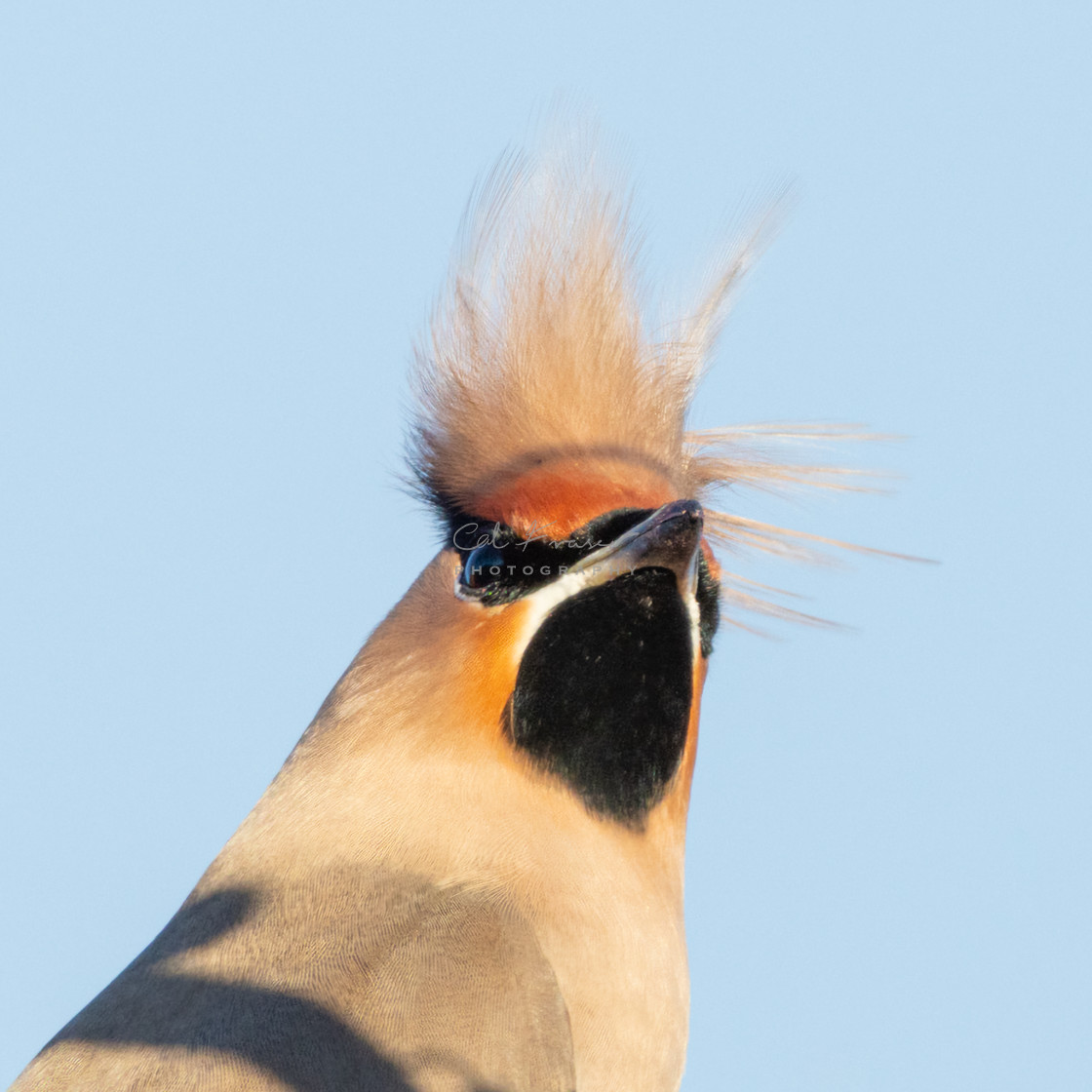 "Windswept Waxwing, UK" stock image