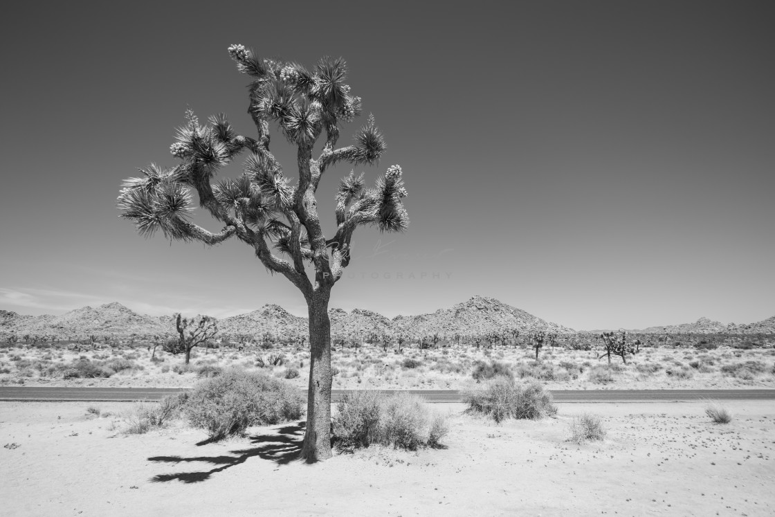 "Joshua Tree, California" stock image