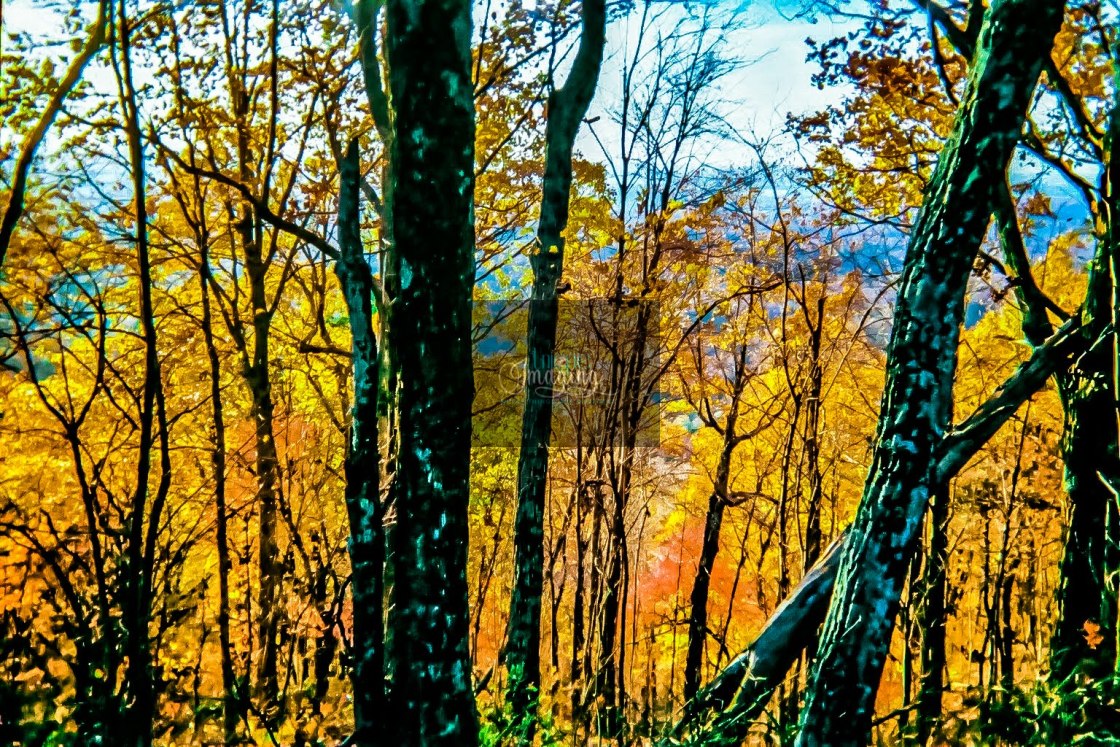 "A stand of trees" stock image