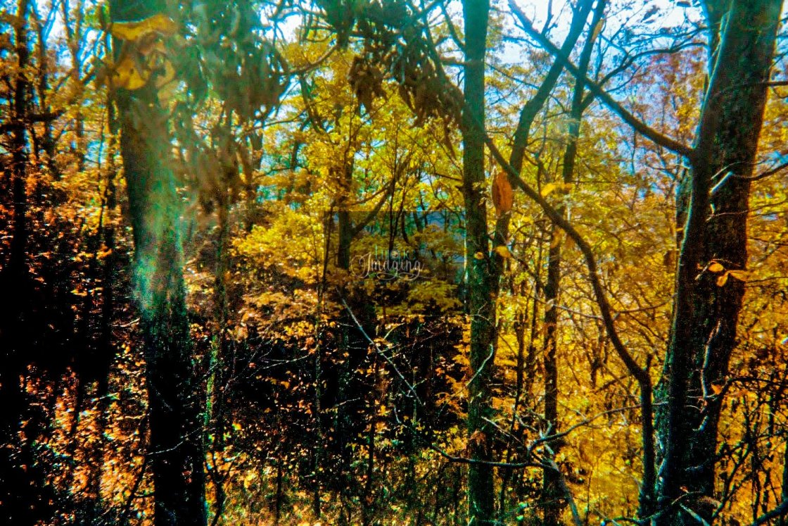 "Rocky area with yellowtrees" stock image