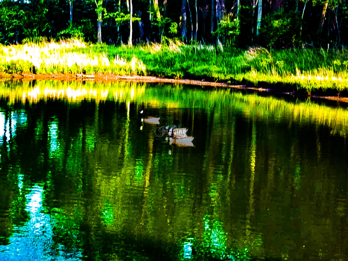 "The duck pond" stock image